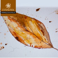 Foglia Magnolia Marrone 03 Acquerello su carta