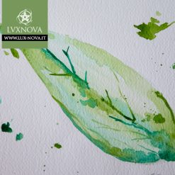 Foglia Magnolia Verde 01 Acquerello su carta