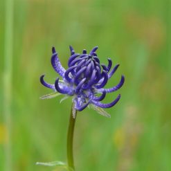 Artiglio del diavolo uso magico e stregonico
