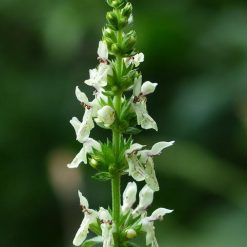 Betonica fiori bianchi uso magico e stregonico