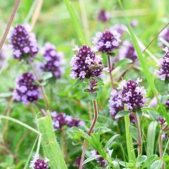 Betonica fiori bianchi uso magico e stregonico