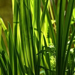 Calamo uso magico e stregonico