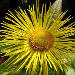 Enula uso magico e stregonico