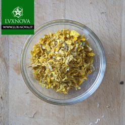 Girasole - Fiori- Pianta ad uso esoterico e magico