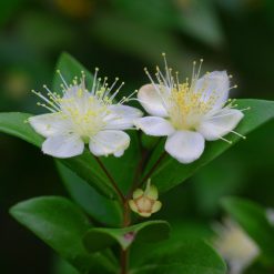 Alternative view of Mirto - (Myrtus communis) - Bacche - Per Rituali- 25 gr.