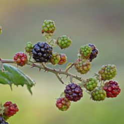 Rovo mora piante ad uso magico