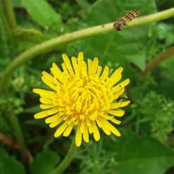 Tarassaco dente di leone uso magico