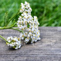 Achillea ad uso magico e stregonico