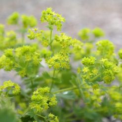 Alchemilla uso stregonico