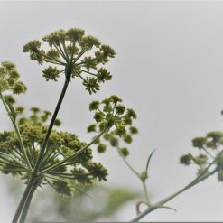 Cumino uso magico e stregonico