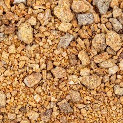 Incenso Sal Tree - Shorea robusta