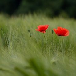 Papavero ad uso magico e stregonico