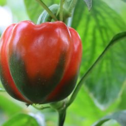 Paprika peperone uso magico