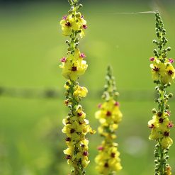 Tasso barbasso - uso magico