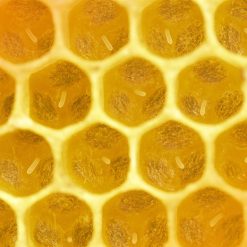 Candela-in-cera-d'api-02