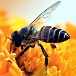 Candela-in-cera-d'api-03